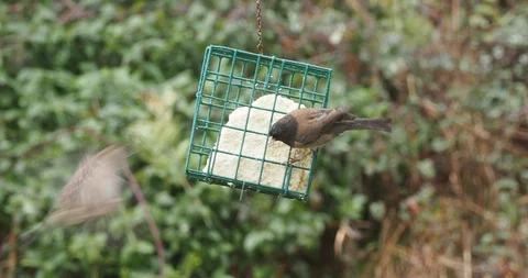 House sparrows on the feeder Stock Footage 123139001