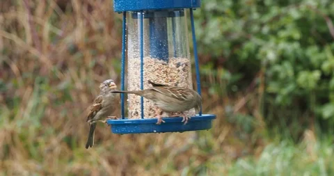 House sparrows on the feeder Stock Footage 123139067