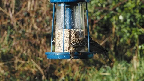 House sparrows on the feeder, slow motion Stock Footage 123138772