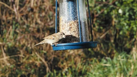 House sparrows on the feeder, slow motion Stock Footage 123138919