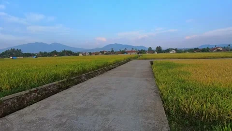 House sparrows flitting around a rice field Stock-Footage 320459847