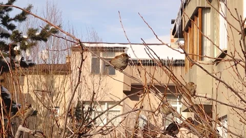 House Sparrows Fluffing Feathers on tree background Snowy Icicle Covered Roofs Stock Footage 295596545