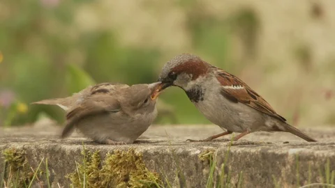 House sparrows Stock Footage 106387630