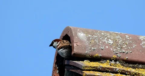 House-sparrows Stock Footage 108314153