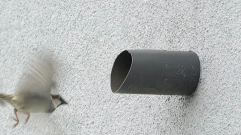 House sparrows interacting, one taking off while another flies away Vídeos de archivo 334333423