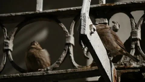 House Sparrows play on a rusty black fence in New York - wildlife in the USA Stock Footage 154306469