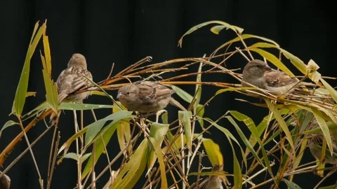 House sparrows on top of a hedge 動画素材 76389108