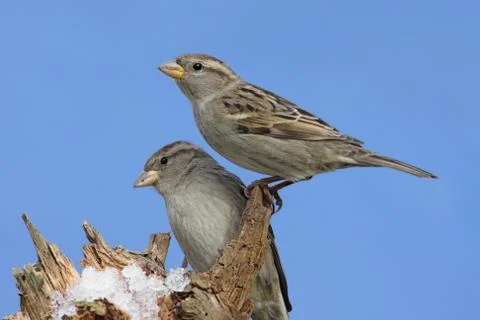 House sparrows in winter Stock Photos