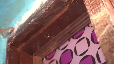 House Spider at Door Stock Footage 278609807