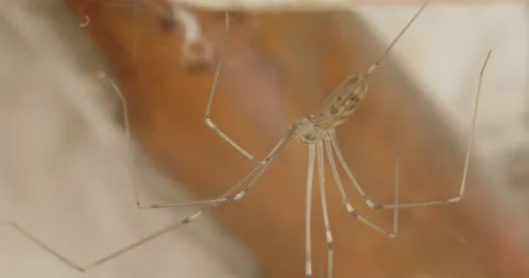 House Spider hanging in a Net Stock Footage 169061589