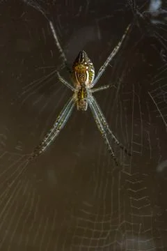 House spider Stock Photos
