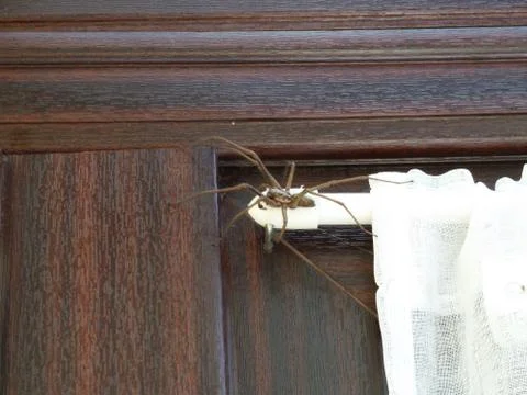 House spider Stock Photos