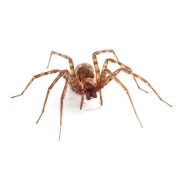 House spider Stock-Fotos