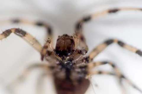 House Spider Stock Photos