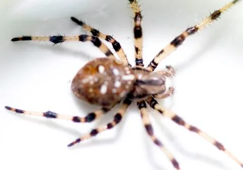 House Spider Stock Photos