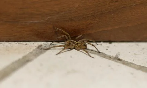 House spider Foto stock