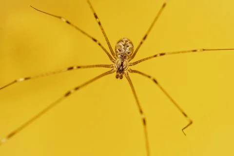 House spider on the wall Stock Photos