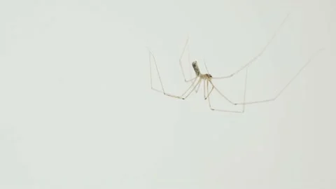 House spider on white backboard Stock Footage 155643806