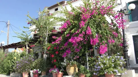 House surrounded by beautiful flowers Stock Footage 115035147