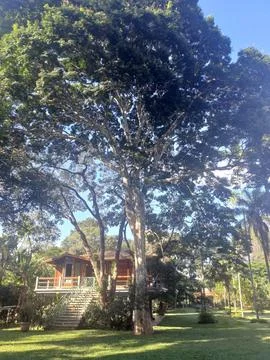 House surrounded by lush trees Foto stock