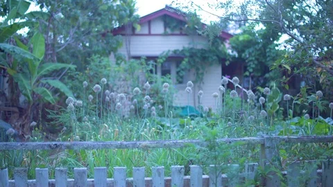 House surrounded by trees Stock Footage 76138409