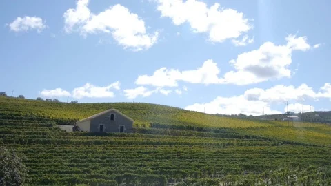 A house surrounded by vineyards. Stock Footage 80248746