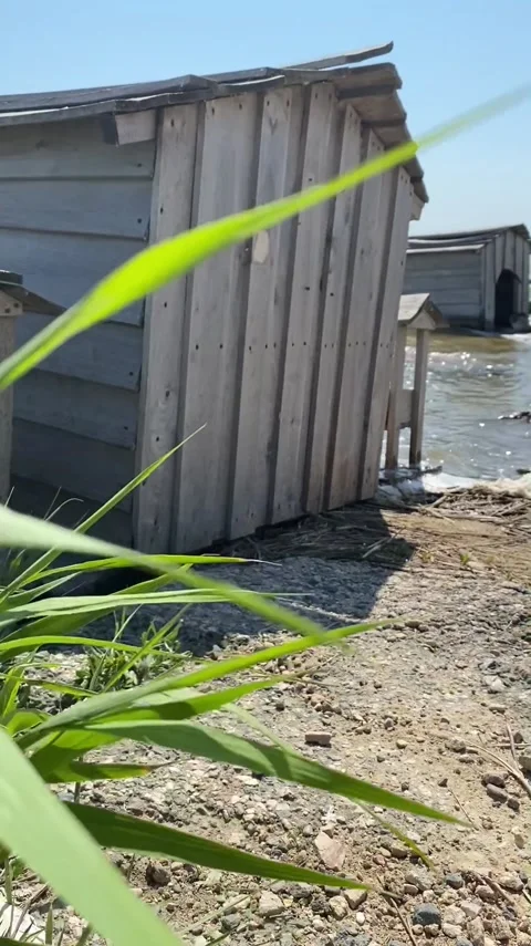 House of Swans Stock Footage 157206629