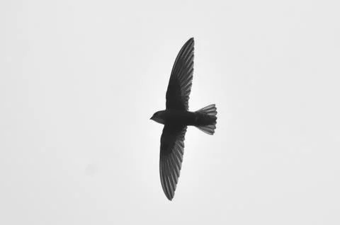 House swift Stock Photos