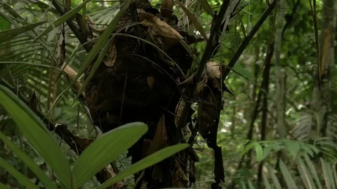  House of termite in native trees Stock Footage 76967663