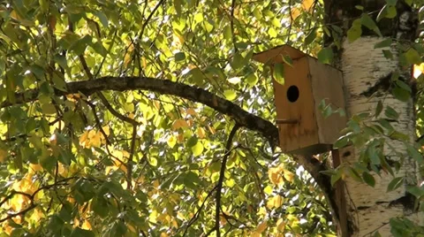 House on a tree birds live in that Stock Footage 33595425