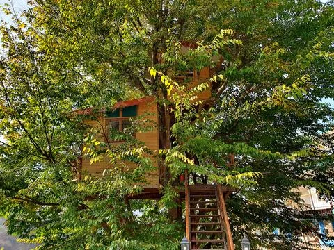 House tree Stock Photos