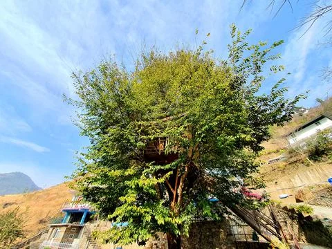 House tree Stock Photos