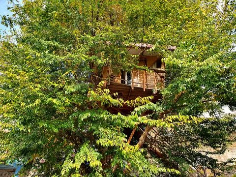 House tree Stock Photos