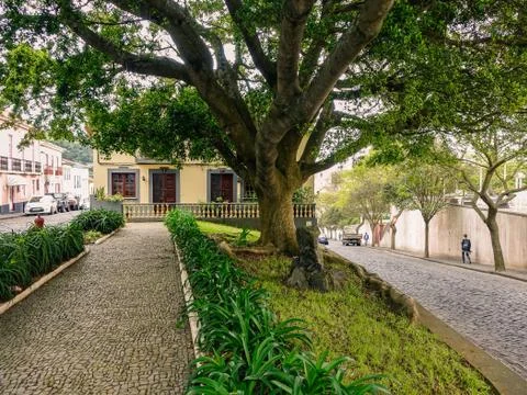 House under a big tree Stock Photos