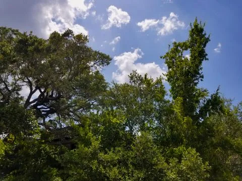 House under trees Stock Photos