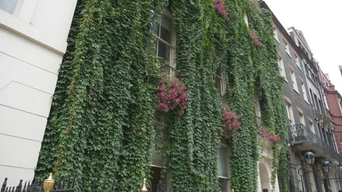 A house wall covered in vines and flowers. Stock Footage 136766703