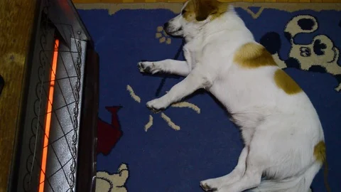 House white cure dog napping in front of a heater Stock Footage 104763752