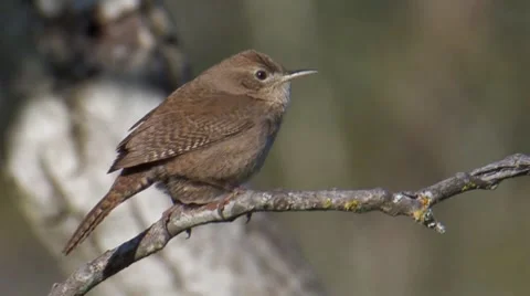 House Wren 1 Video stock 8508688