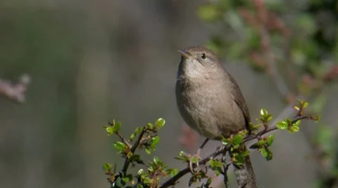 House Wren 2 Stock Footage 8508676