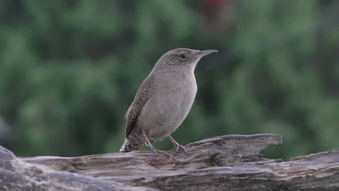 House Wren Bird Stock Footage 230023705