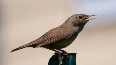 House wren chattering Stock Footage 113648807