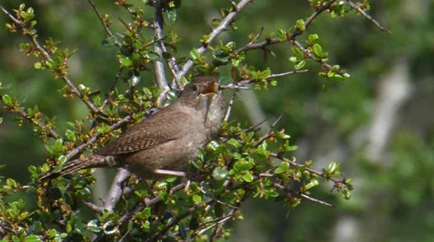 House Wren Stock Footage 35194572