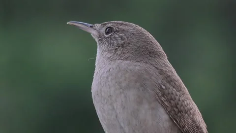 House Wren Stock Footage 230023417