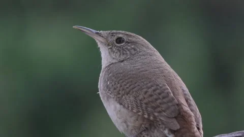 House Wren Perched Stock Footage 230023443