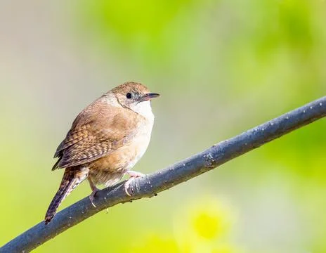 House wren rest on a dead tree branch Stock Photos