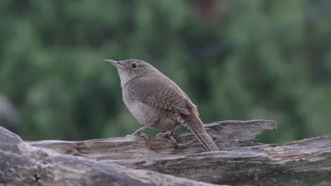 House Wren Singing Stock Footage 230024245