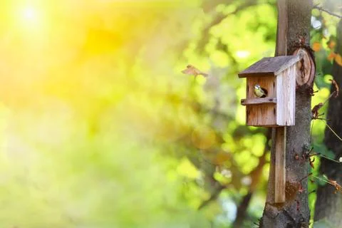 The House Wren on the tree. A tiny house wren pauses outside her home. Hot su Stock Photos