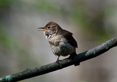 House wren2 Stock Photos
