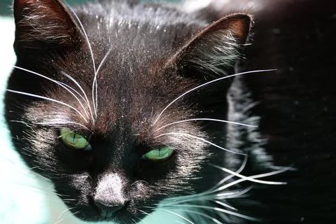 Housecat Face Stock Photos