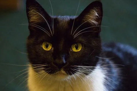 HouseCat Stock Photos